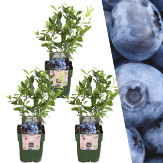 Die Blaue Heidelbeere, 3 Stück, Obststrauch, Vaccinium corymbosum Ø 13 cm - ↨ 20 cm
