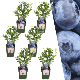 Die Blaue Heidelbeere, 6 Stück, Obststrauch, Vaccinium corymbosum, Heidelbeerpflanzen BIO - Ø 13 cm - ↨ 20 cm