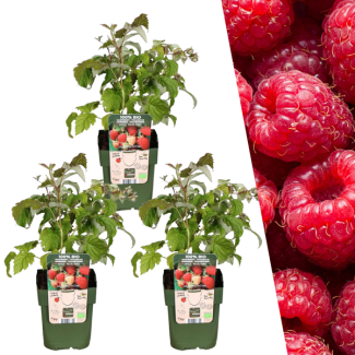 Himbeersträucher, 3 Stück, biologisch, Fruchtfarbe rot, Rubus idaeus - Ø 13 cm - ↨ 20 cm