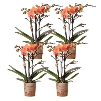 SET von 4 Schmetterlingsorchideen Bolzano, Farbe Orange, Blühende Zimmerpflanze, Phalaenopsis-Orchideen, Topfgröße Ø9cm
