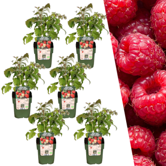 Himbeerpflanzen, 6 Stück, Biologisch, Fruchtfarbe Rot, Obststräucher, Rubus idaeus - Ø 13 cm - ↨ 20 cm