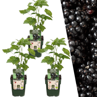 Pflanzenset von 3 Rubus fruticosus - Biologische Brombeerpflanzen - Beerensträucher