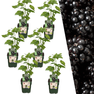 Pflanzenset von 6 Rubus fruticosus - Biologische Brombeerpflanzen - Barmenstruppen