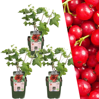 3 Stück - Biologische Johannisbeersträucher - Ribes rubrum - Ø 13 cm - ↨ 20 cm