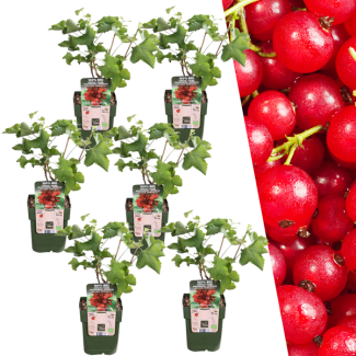 6 Stück - Biologische Johannisbeersträucher - Ribes rubrum - Ø 13 cm - ↨ 20 cm