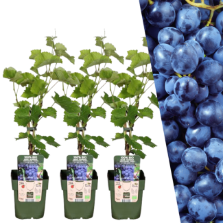 3x Biologische Weinreben - Weinsträucher - Vitis vinifera - blaue Trauben