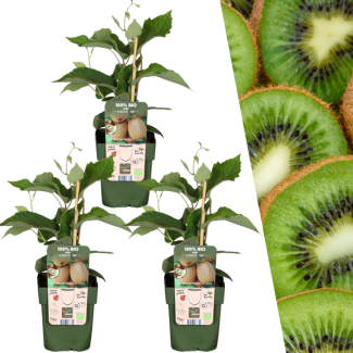 3 Stück 100% biologische Kiwi-Pflanzen, für deinen Garten, Ø 13 cm - ↨ 20 cm