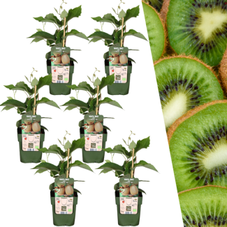 6 Stück 100% biologische Kiwi-Pflanzen, für deinen Garten, Ø 13 cm - ↨ 20 cm