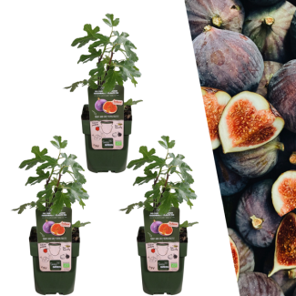 3 Stück Feigenbaum, Mediterran, Exotisch, Obstbaum, Fruchtfarbe Dunkelviolett bis Schwarz, Biologisch, Ficus Carica - Ø 13 cm - ↨ 20 cm
