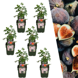 Feigenbaum, 3 Stück, Mediterran, Exotisch, Obstbaum, Fruchtfarbe Dunkelviolett bis Schwarz, Biologisch, Ficus Carica - Ø 13 cm - ↨ 20 cm