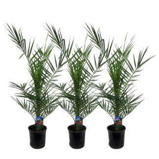 Set aus drei Kanarischen Dattelpalmen, 3x Phoenix canariensis von ca. 80 cm hoch, Ø15