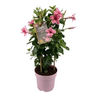 Eine Mandevilla im Turm, Trompetenförmige Rosenblüten, Einjährige Terrassenpflanze, Mandevilla Sundaville Flamingo Pink im Turm (Dipladenia) - Ø17cm - ↕55cm