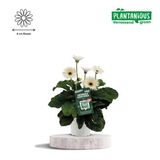 Garvinea Gerbera, Zimmerpflanzen, Gartenpflanzen, Terrassenpflanzen, Balkonpflanzen, Farbe Weiß, Ø19cm - ↕50cm