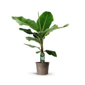 Bananenpflanze (Musa) - Exotische Zimmerpflanze - 140 cm hoch - Ø27 cm