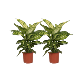 Zimmerpflanze, 2 Stück, Buntblättrig (Grün, Creme), Dieffenbachia Mars - Ø17cm - ↕50cm