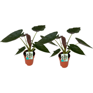 2 Stück, Elefantenohr, Alocasia Wentii, Tropisches Aussehen, Besonderes Blatt, Ø19cm - ↕85cm