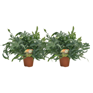 2x Blaues Farn Phlebodium Blue Star Höhe ca. Ø60cm Ø17cm