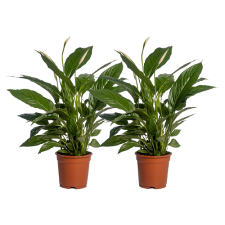 2 Stück - Der Löffelblatt oder Die Friedenslilie, Bekannt für seine Weißen Blüten, Spathiphyllum Vivaldi - Ø17cm - ↕70cm