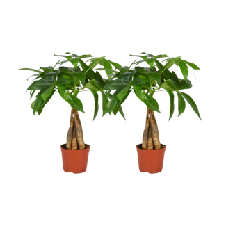 Geflochtener Stamm der Pachira aquatica - 2 Stück - Ø12cm - ↕35cm
