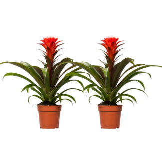 2 Stück Guzmanie Hope - Rot - Ø12cm - ↕40cm