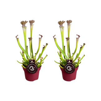 2 Stück fleischfressende Pflanzen Sarracenia Farnhamii / Becherpflanze - Ø12cm - ↕40cm