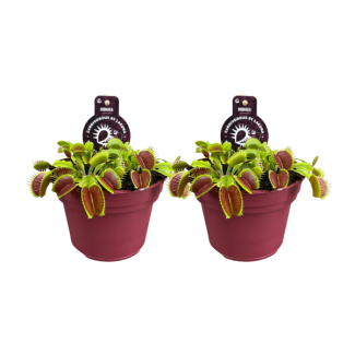 2 Stück Venusfliegenfalle - fleischfressende Pflanze - Dionaea muscipula - Ø12cm - ↕12cm