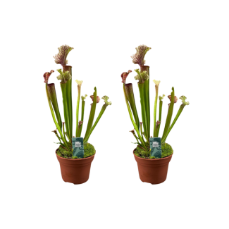 2 Stück - "Becherpflanze 'Judith Hindle'" - fleischfressende Pflanze Sarracenia - - Ø12cm - ↕30cm
