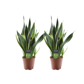 2 Stück Schwiegermutterzunge, Sansevieria Futura Superba - Ø14cm - ↕45cm