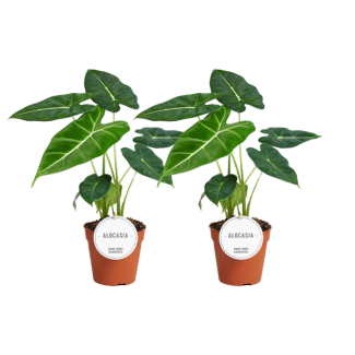 2 Stück - Alocasia Zebrina / Frydek - Ø12cm - ↕35cm - tropische Zimmerpflanze - herzförmige Blätter