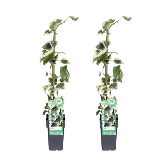 Bunte Kaukasische Efeu - 2 Stück (Hedera colchica Dentata Variegata) - Ø15cm - ↕65cm