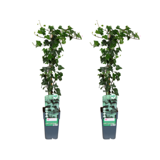 Efeu - 2 Stück - Ø15cm - ↕65cm