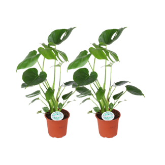 2 Stück Fensterblatt (Monstera Deliciosa) - Ø14cm - ↕45cm