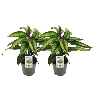 2 x Königliche Kalathea (Majestica Princeps) - Ø14cm - ↕45cm