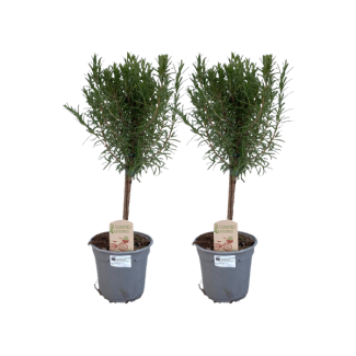 Rosmarin auf Stamm, 2 Stück, Kräuterpflanze, Terrassenpflanze, Balkonpflanze Rosmarinus officinalis Stamm - 2 Stück - Ø14cm - ↕45cm