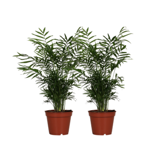 Mexikanische Zwergpalme, 2 Stück, Zimmerpflanze, Palme, Chamaedorea elegans - 2 Stück - Ø17cm - ↕55cm