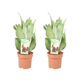 Schwiegermutterzunge, Silberblatt, Sansevieria Moonshine - 2 Stück - Ø14cm - ↕40cm