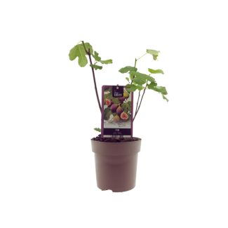 Feigenbaum, Mediterran, Exotisch, Obstbaum, Fruchtfarbe Dunkelviolett bis Schwarz, Ficus Bornholm - Ø15cm - ↕40cm