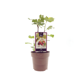 Feigenbaum, Mediterran, Exotisch, Obstbaum, Fruchtfarbe Braunviolett, Ficus Brown Turkey - Ø15cm - ↕40cm