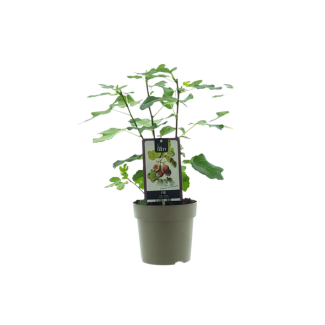 Feigenbaum, Mediterran, Exotisch, Obstbaum, Fruchtfarbe grünlich mit hellgelbem Farbton, Ficus Precose De Dalmatie - Ø15cm - ↕40cm