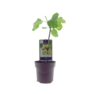 Feigenbaum, Mediterran, Exotisch, Obstbaum, Fruchtfarbe Grün mit Gelb, Ficus Panachee - Ø15cm - ↕40cm