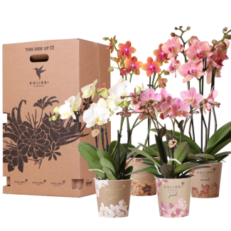 Überraschungsbox, bestehend aus 4 Schmetterlingsorchideen zum Preis von 3 Stück, Topfgröße 12 cm.