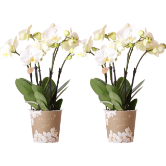 SET von 2 Schmetterlingsorchideen, Farbe Weiß, blühende Zimmerpflanze, Phalaenopsis-Orchideen, Topfgröße Ø12cm