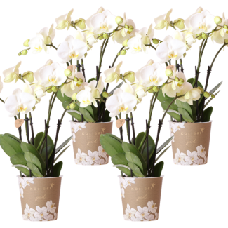 SET von 4 Schmetterlingsorchideen Gent, Farbe Weiß, Blühende Zimmerpflanze, Phalaenopsis-Orchideen, Topfgröße Ø12cm
