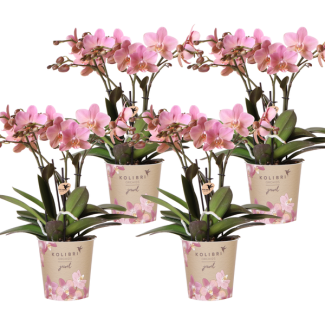 SET von 4 Schmetterlingsorchideen Treviso, Farbe Altrosa, Blühende Zimmerpflanze, Phalaenopsis-Orchideen, Topfgröße Ø12cm