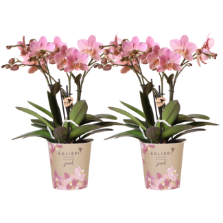 SET von 2 Schmetterlingsorchideen Treviso, Farbe Altrosa, blühende Zimmerpflanze, Phalaenopsis Orchideen, Topfgröße Ø12cm