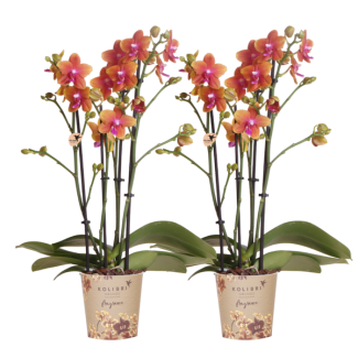 SET von 2 Schmetterlingsorchideen, Herrlich Duftend, Farbe Orange, Blühende Zimmerpflanze, Phalaenopsis Orchideen, Topfgröße Ø12cm