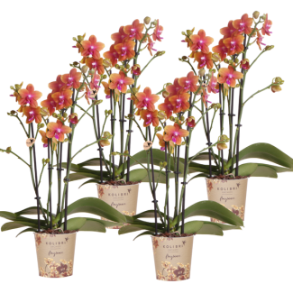 SET von 4 Schmetterlingsorchideen, Herrlich Duftend, Farbe Orange, Blühende Zimmerpflanze, Phalaenopsis Orchideen, Topfgröße Ø12cm