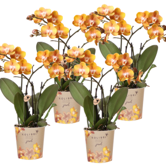 SET von 4 Schmetterlingsorchideen, Farbe Orange, Blühende Zimmerpflanze, Phalaenopsis-Orchideen, Las Vegas, Topfgröße Ø12cm