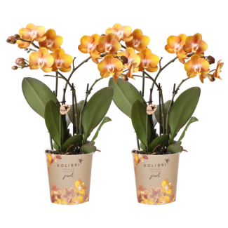 KOMBI-ANGEBOT von 2 Schmetterlingsorchideen Las Vegas, Farbe Gelb/Orange, Blühende Zimmerpflanze, Phalaenopsis-Orchideen, Topfgröße Ø12cm