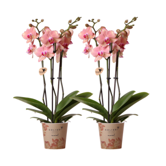 KOMBI-ANGEBOT von 2 Schmetterlingsorchideen Jewel Pirate Picotee, Farbe Orange/Rosa, Blühende Zimmerpflanze, Phalaenopsis-Orchideen, Topfgröße Ø12cm